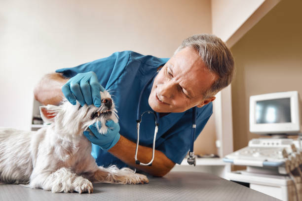 Best Emergency Dental Services for Seniors in Bell Nyon, CA
